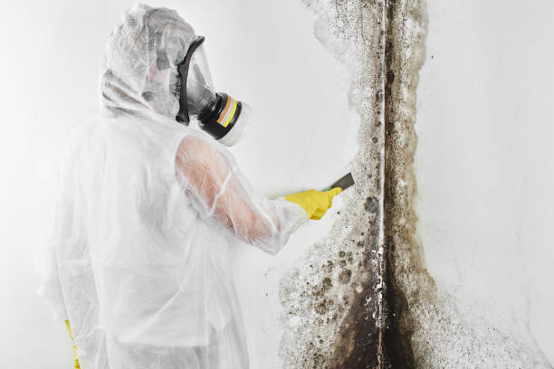 Best Certified Mold Removal  in Mancelona, MI