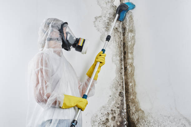 Best Residential Mold Removal  in Mancelona, MI