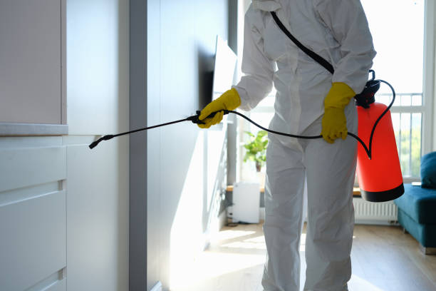 Professional Mold Removal in Mancelona, MI