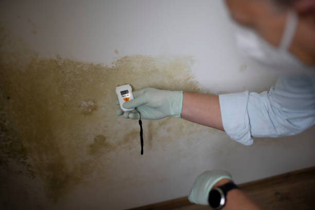 Attic Mold Removal in Mancelona, MI