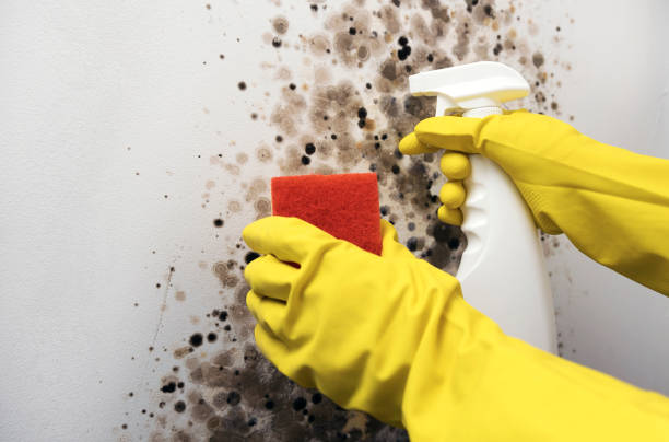 Best Attic Mold Removal  in Mancelona, MI