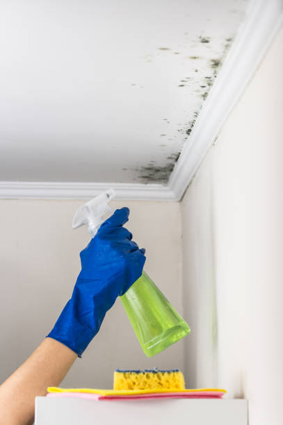 Best Professional Mold Removal  in Mancelona, MI